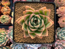 Echeveria Agavoides 'Snow Elian' 3" Succulent Plant