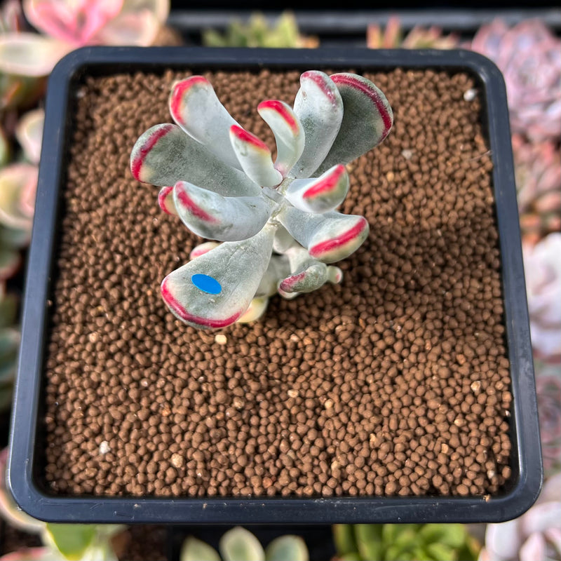 Cotyledon 'Orbiculata' Variegated 1" Succulent Plant