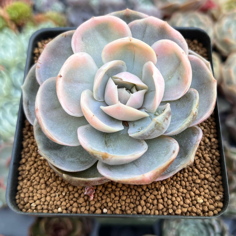 Echeveria online Blue Surprise variegated