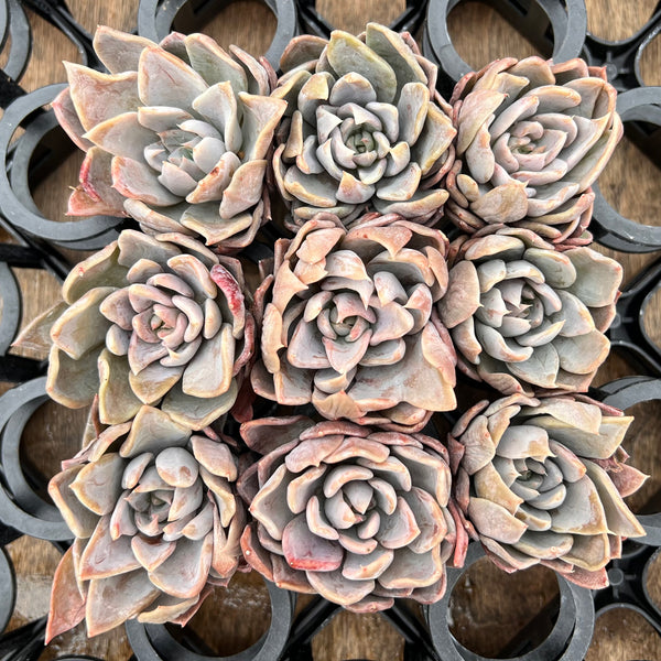 Echeveria 'Affinis Grey' 2" *Set of 9* Succulent Plants