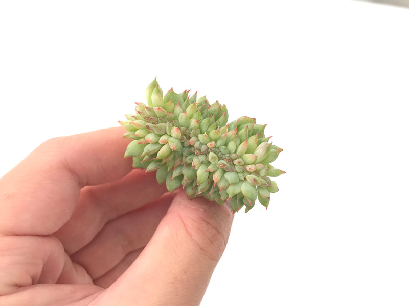 Echeveria 'Tippy' Crested 1" Rare Succulent Plant