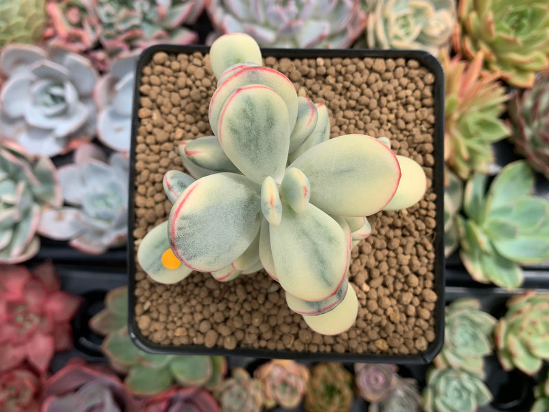 Cotyledon 'Orbiculata' Variegated 3"-4" Succulent Plant