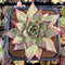 Echeveria Agavoides Superclone 5" Succulent Plant