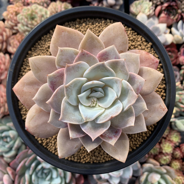 Echeveria 'Grus' 5" Powdery  Succulent Plant