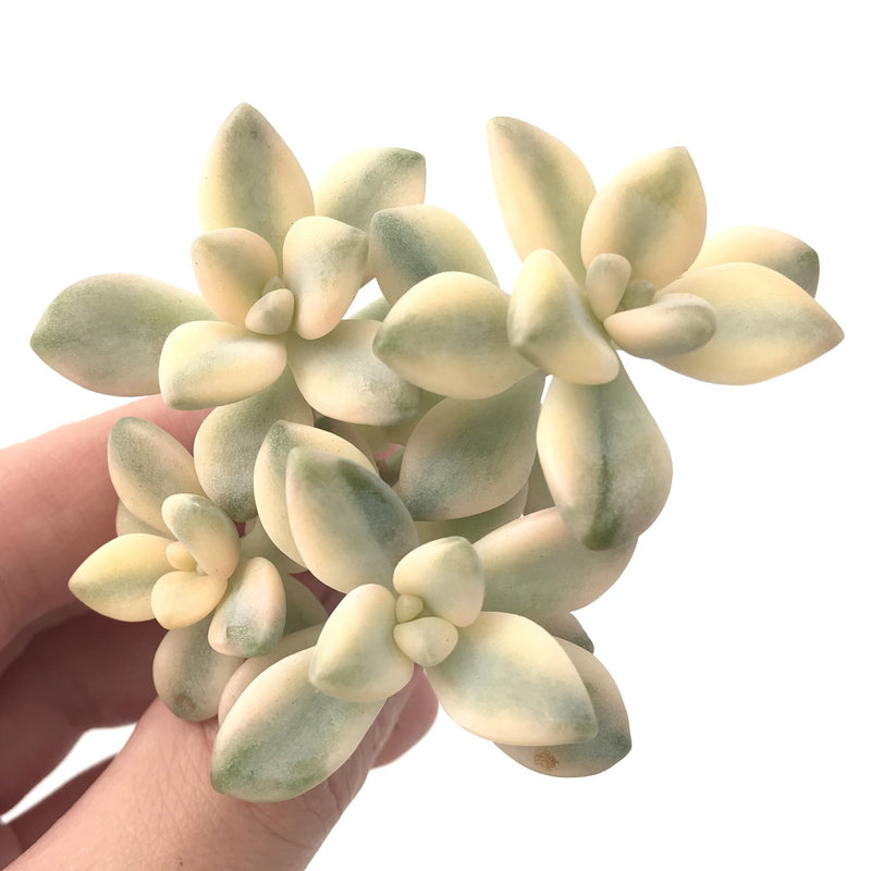 Graptoveria 'Titubans' Variegated Cluster 3" Succulent Plant