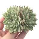 Echeveria 'Zaragosa' Cluster 3" Succulent Plant