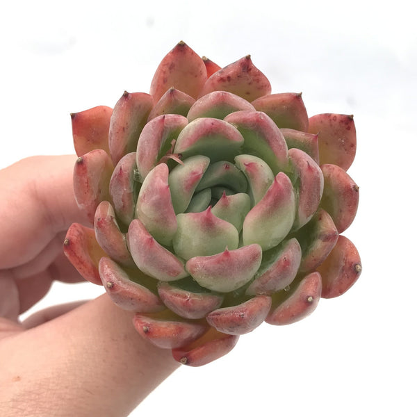 Echeveria 'Cortez' 2" Succulent Plant