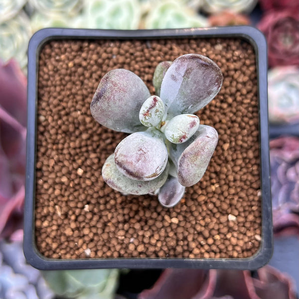 Cotyleydon Orbiculata Var. 'Hoppi' Variegated 1" Succulent Plant