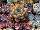 Echeveria 'Star Mark' 1"-2" Succulent Plant