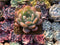 Echeveria 'Star Mark' 1"-2" Succulent Plant