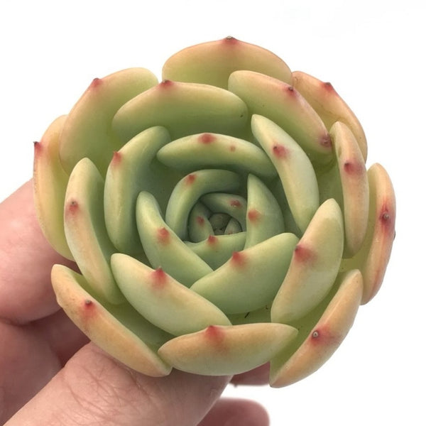 Echeveria 'Armando' 2" Small Succulent Plant