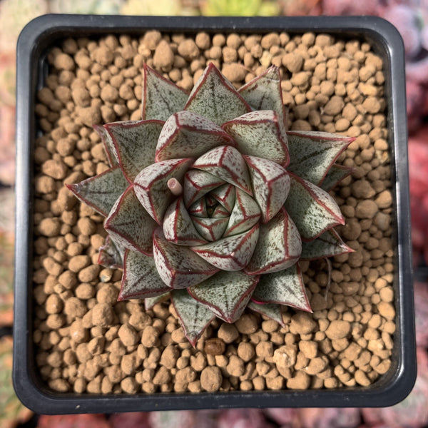 Echeveria 'Purpusorum' White Form 3" Succulent Plant