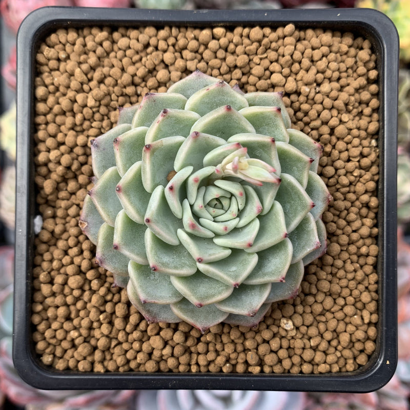 Echeveria 'Chocotop' New Hybrid 2" Succulent Plant