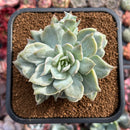 Graptoveria 'Harry Watson' 3"-4" Succulent Plant