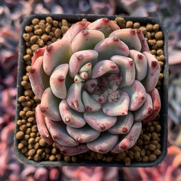 Echeveria 'Cherry Blossom Ending' 1"-2" Succulent Plant