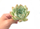 Echeveria sp. 4" Rare Succulent Plant