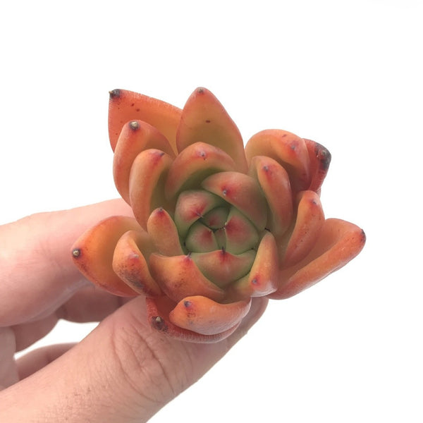 Echeveria Agavoides 'Mundy' Selected Seedling 1” Rare Succulent Plant