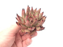 Echeveria Agavoides ‘Sirius’ 3" Rare Succulent Plant