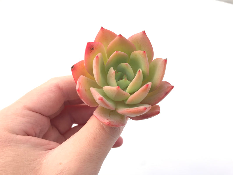 Echeveria 'Lemon Sweet' 2" Succulent Plant