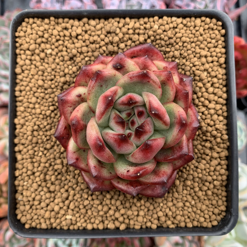 Echeveria Agavoides 'Tim' 3" Succulent Plant