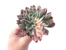 Echeveria 'Bradburiana' Variegated 4"-5" Succulent Plant