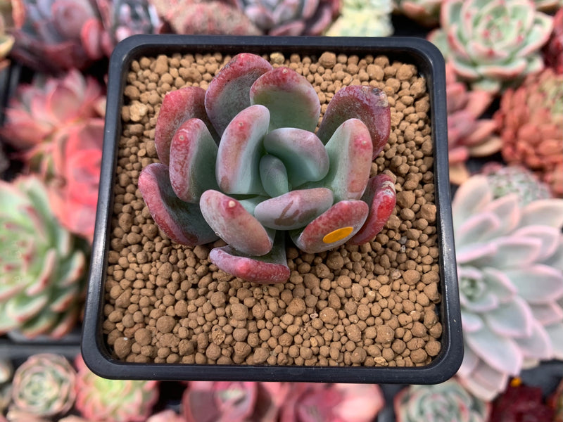 Pachyveria sp. 2" Succulent Plant