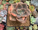 Graptopetalum 'Bainesii' Variegated 3" Succulent Plant