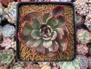 Echeveria Agavoides 'Star Boss' Variegated 3" Succulent Plant