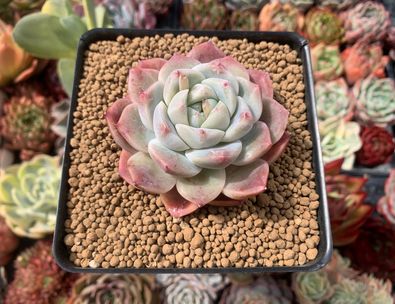 Echeveria sp. 2"-3" Succulent Plant