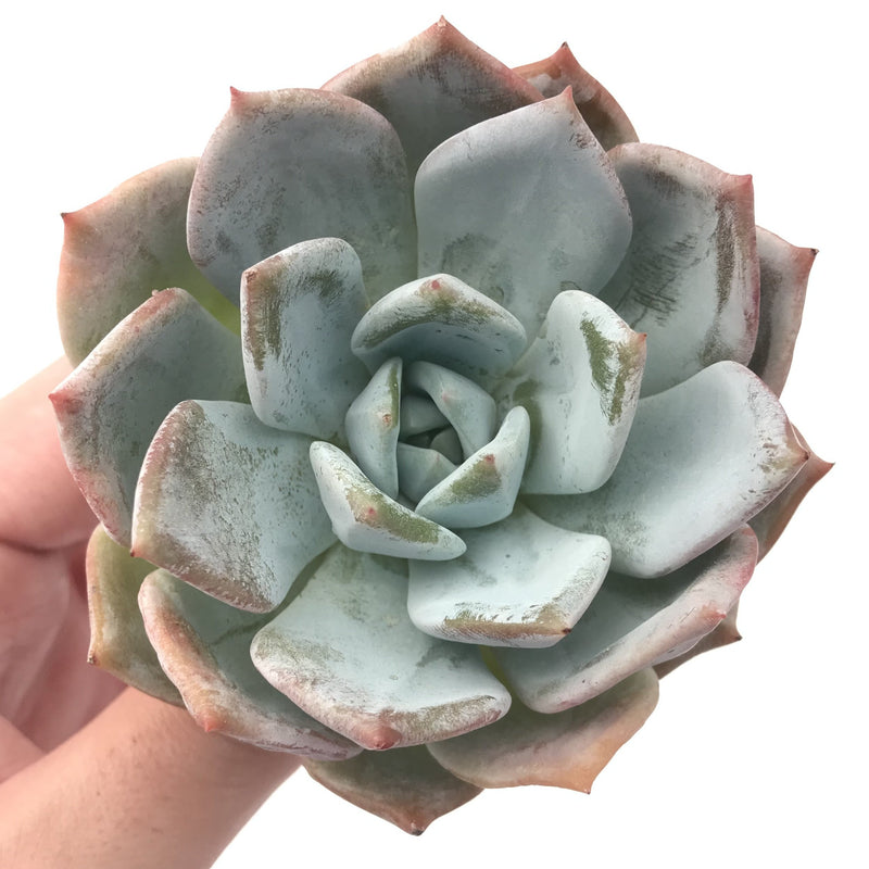 Echeveria 'Colorata' Hybrid 4” Powdery Succulent Plant