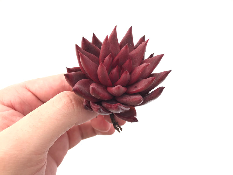 Echeveria Agavoides 'Sirus' 2" Succulent Plant