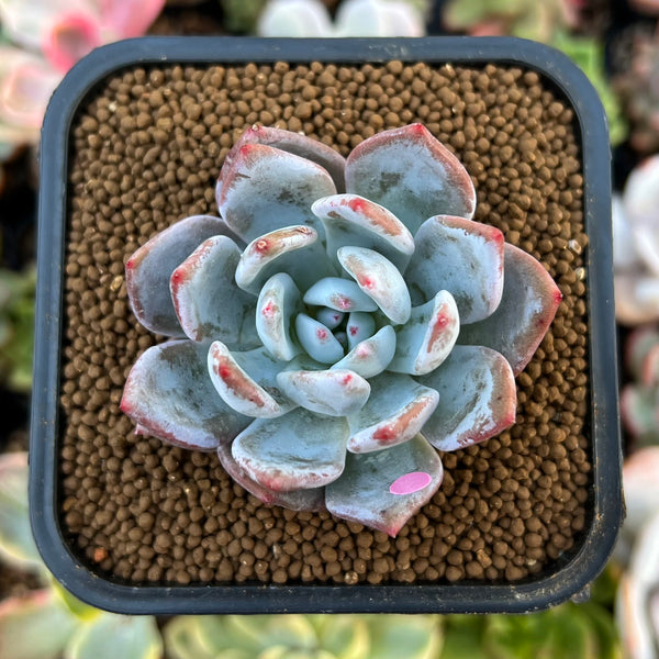 Echeveria 'Trumso' 1"-2" Powdery Succulent Plant