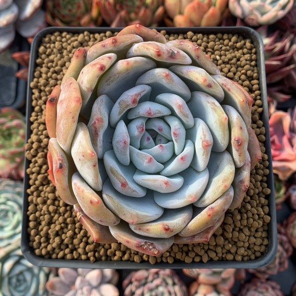 Echeveria 'Orange Monroe' 3" Powdery Succulent Plant