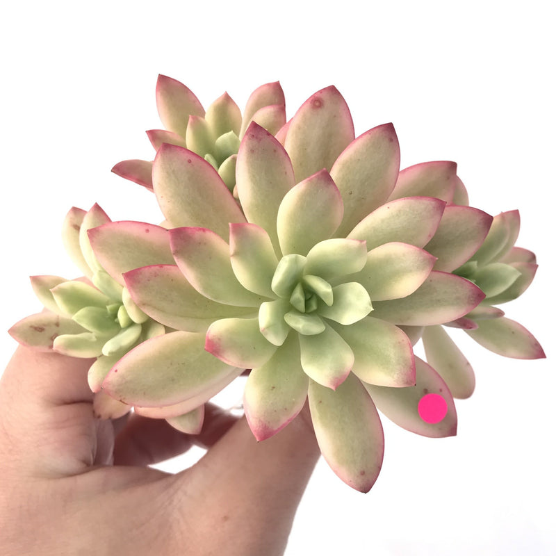 Echeveria 'Minibelle' Variegated Cluster 3"-4" Succulent Plant