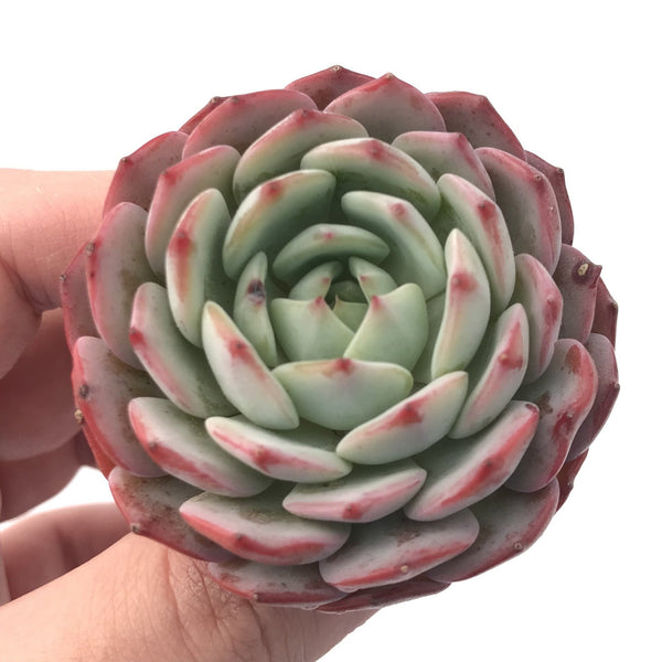 Echeveria ‘Amante’ 2” Rare Succulent Plant