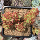 Sedeveria 'Letizia' Crested Cluster 2"-3" Succulent Plant