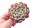 Echeveria ‘Yusuke’ 4" Rare Succulent Plant