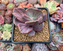 Pachyveria 'Jocelyns Joy' Variegated 2" Cutting Succulent Plant