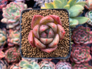 Echeveria Agavoides 'Orange Champaign' 2” Succulent Plant