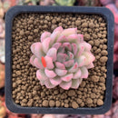 Echeveria 'Mebina' Variegated 1" Succulent Plant