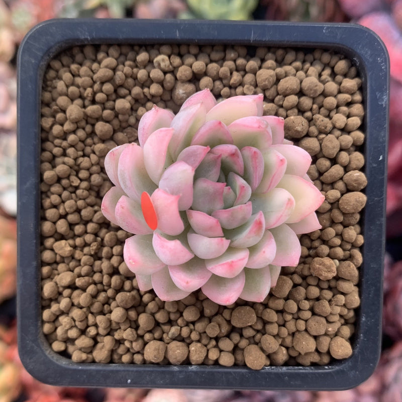 Echeveria 'Mebina' Variegated 1" Succulent Plant