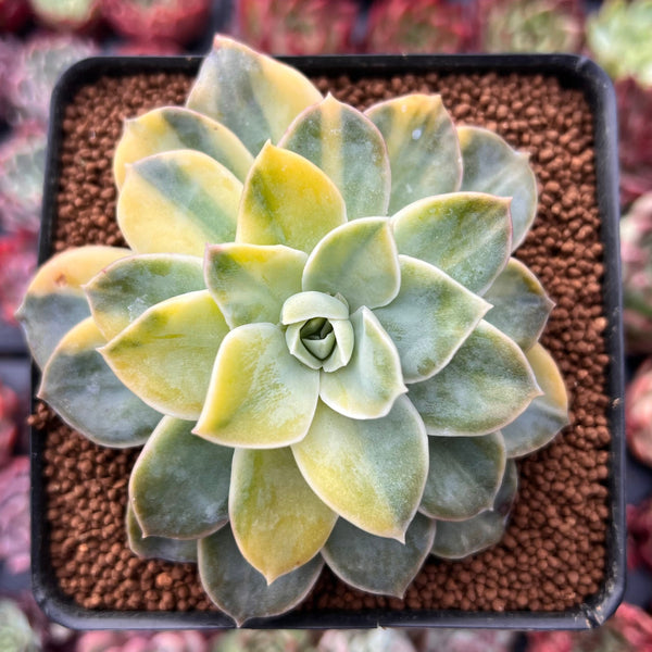 Graptoveria 'Harry Watson' Variegated 2"-3" Succulent Plant