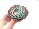 Echeveria 'Redmoon' 3"-4" Powdery Succulent Plant