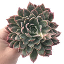 Echeveria 'Bradburiana' Variegated 4"-5" Succulent Plant