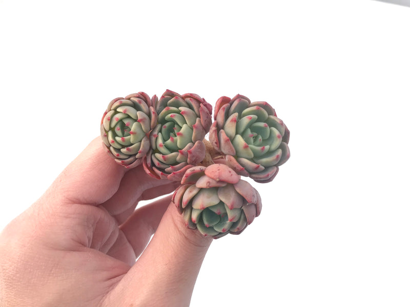 Echeveria 'Nanahukumini' Cluster 3" Succulent Plant