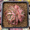 Echeveria 'Mohican' 3" Succulent Plant