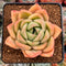 Echeveria 'Acra' 3" Succulent Plant