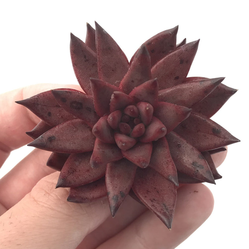 Echeveria Agavoides 'Sirus' 2" Succulent Plant