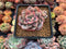 Echeveria 'Soulmint' 3" Succulent Plant