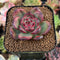 Echeveria Agavoides 'Tim' 1" Succulent Plant